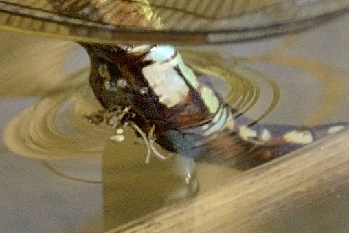 Anax imperator femmina in deposizione